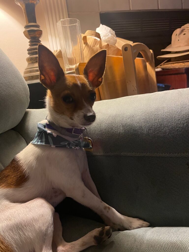 Sunny, rat terrier dog eats rat poison, sitting on the couch