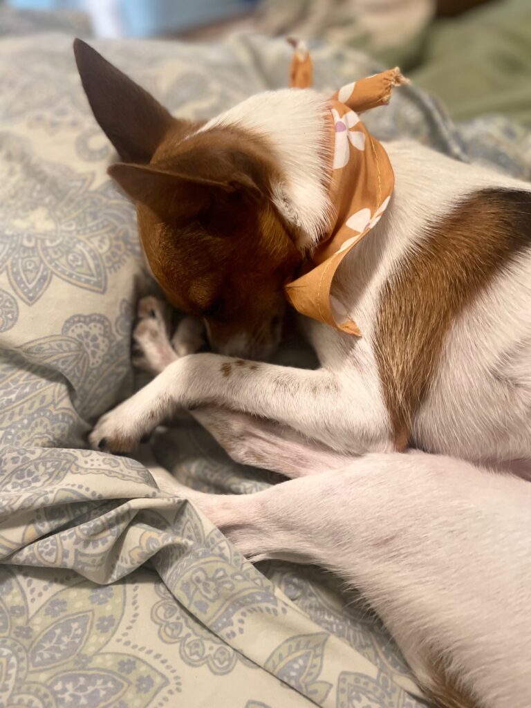 Sunny, a rat terrier, sleeping peacefully 