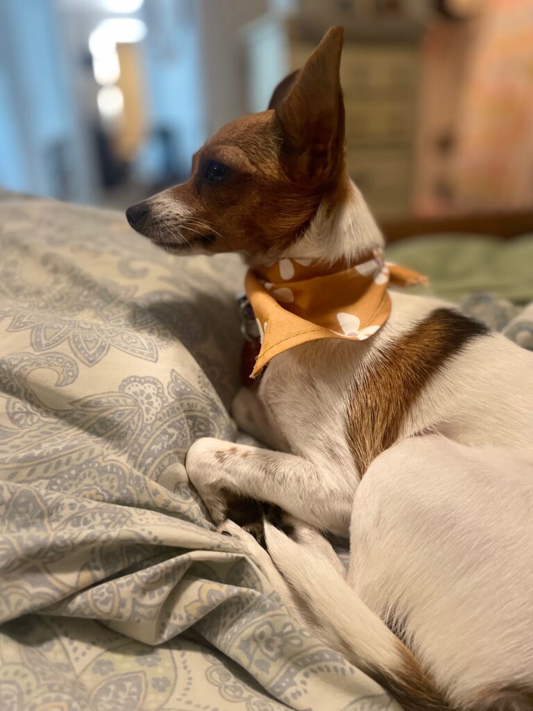 Sunny, a rat terrier, in her bandana